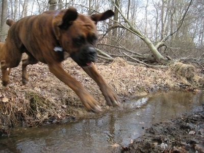 Bruno the Boxer in mid air jumping into mud over the stream