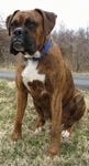 Bruno the Boxer is sitting in grass with a blacktop in the background