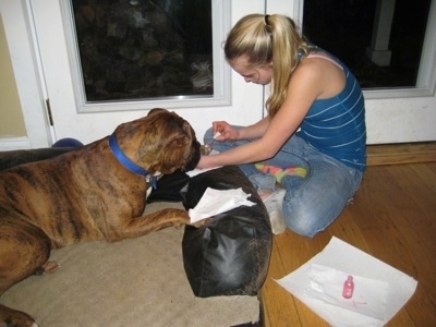 Amie painting Bruno the Boxers nails with pink polish