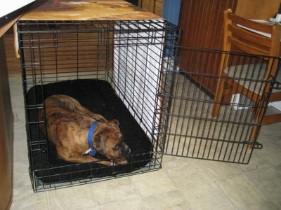 Bruno the Boxer laying in his crate