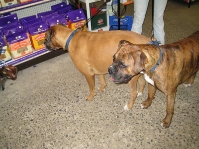 Allie and Bruno the Boxers look at feed bags