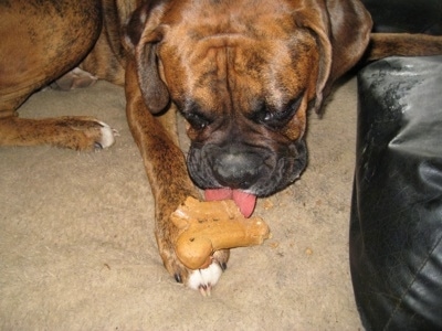 Bruno the Boxer laying down eating a dog bone