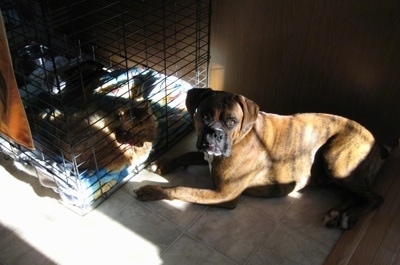 Bruno the Boxer laying in front of his crate with Waffles the cat inside of the crate