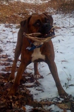 Bruno the Boxer with the jawbone of a dead deer in this mouth