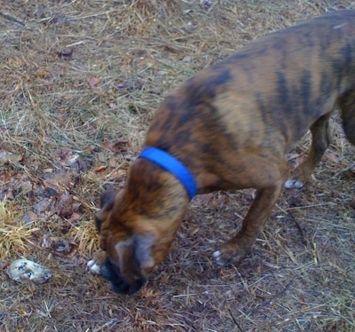 Bruno the Boxer dropping the skunk skull with his nose to the ground