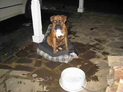 Bruno the Boxer sitting on an up-side-down dog bed with spilled water all around him
