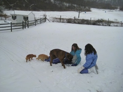 Bruno the Boxer and Two cats getting on the sled instead of Sara and Jordan