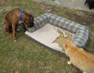 Bruno the Boxer and the cat have drug the Dog bed into the yard and they are looking at it
