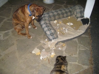 Bruno the Boxer sitting next to a really chewed up dog bed with a cat watching him