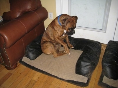 Bruno the Boxer sitting in his dog bed inside the house