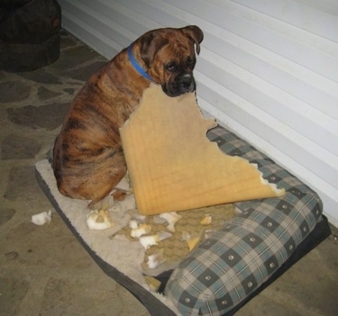 Bruno the Boxer sitting on his outside dog bed with a large piece of sponge type cushion in his mouth