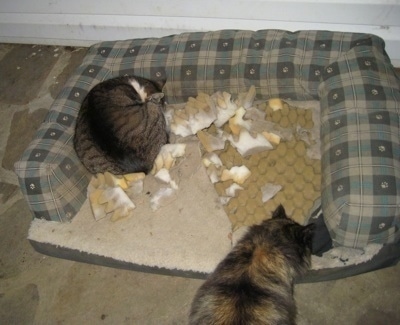 Cats laying in a dismantled dog bed