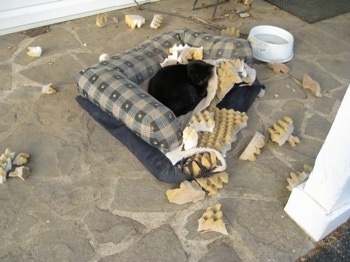 Cat laying on the chewed up ruined dog bed