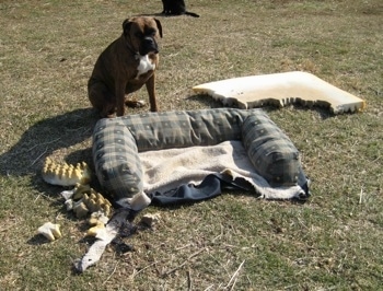 Bruno the Boxer in the yard with the chewed up ruined dog bed