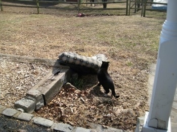 ruined Cat bed in the yard with a black cat smelling it