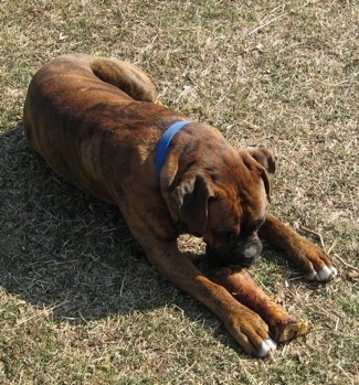 Bruno the Boxer laying in the grass chewing a dog bone