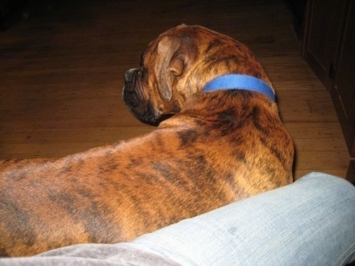 Bruno the Boxer leaning on his owners leg