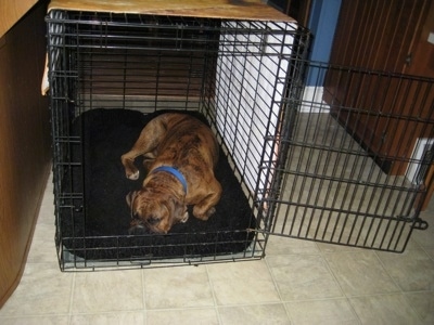 Bruno the Boxer sleeping inside of his dog crate