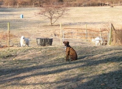 Bruno the Boxer sitting in a field with Tacoma and Tundra the great Pyrenees in the background behind a gate