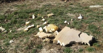 Pieces of the dismantled dog bed all over the yard