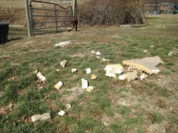 Pieces of the dismantled cat bed all over the yard