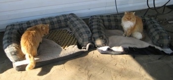 Two cats sitting in two different dismantled dog beds on the porch