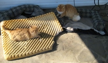 Cat laying on the cushion and one cat standing in the dismantled bed