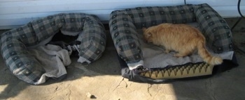 A cat standing on a dismantled dog bed on the porch