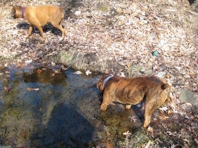 Bruno the Boxer drinking from the stream. Allie the Boxer walking streamside