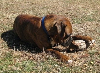 Bruno the Boxer laying in the yard chewing on a log