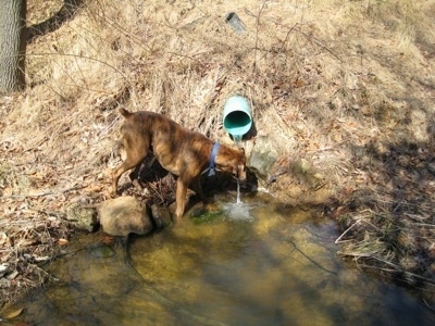 Bruno the Boxer drinking from the runoff water pipe
