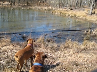 Allie and Bruno the Boxers looking at a pond