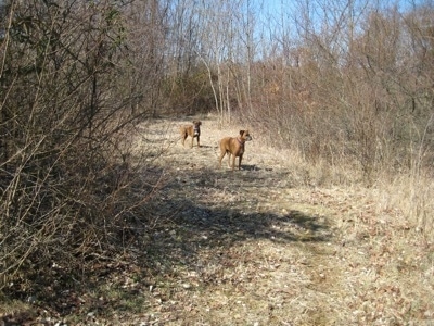 Allie and Bruno the Boxers going on a hike through a trail in the woods off leash