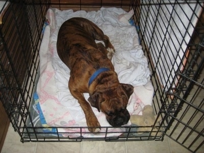 Bruno the Boxer sleeping in his crate