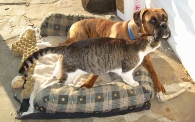 Trouble the cat rubbing on Bruno the Boxer as he lays in the outside dog bed