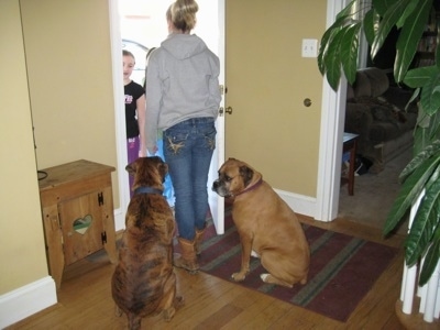 Allie and Bruno the Boxer sitting in front of a doorway behind Amie who is standing in front of them