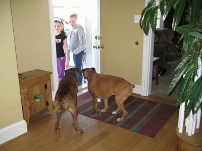 Allie and Bruno the Boxer begining to walk out the door as the kids stand outside