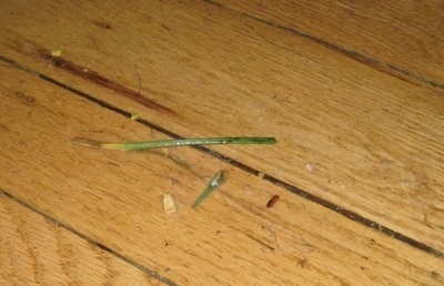Dog puke with grass in it on a hardwood floor