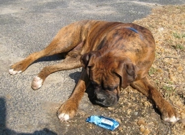 Bruno the Boxer laying in the driveway looking down at a Rice Crispy Treat that is still inside its wrapper