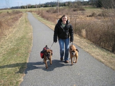 Allie and Bruno the Boxer on a walk down a paved path with there owner