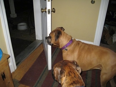 Allie and Bruno the Boxer looking out of an open door at night