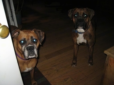 Allie and Bruno the Boxer in the house looking out the front door