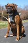 Bruno the Boxer is sitting on a blacktop surface in front of a fence