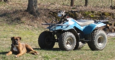 Bruno the Boxer laying in front of a teal blue Suzuki quadrunner 160