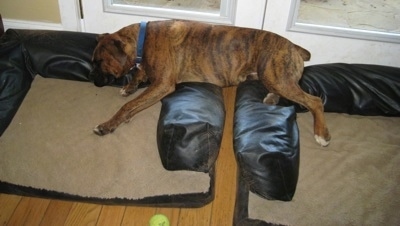 Bruno the Boxer sleeping across both of the dog beds