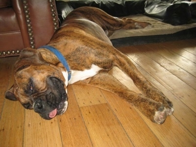 Bruno the Boxer laying on a hardwood floor with a couch behind him and his back legs on the dog bed and his front half on the hardwood floor