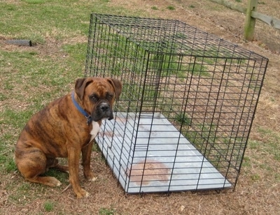 Bruno the Boxer sitting in front of a crate which is outside in the yard