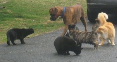 Bruno the Boxer walking on the blacktop, surrounded by five cats