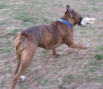Bruno the Boxer running with the newspaper in his mouth which was blowing in the wind