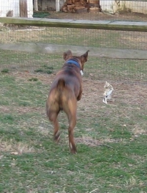 Bruno the Boxer chasing a newspaper outside which blew up against a fence